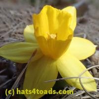 /home//u458753944/public_html/sourcegallery//////Roxborough Toad Detour/2013-2019/2018/2018-04-13/P4130002.JPG